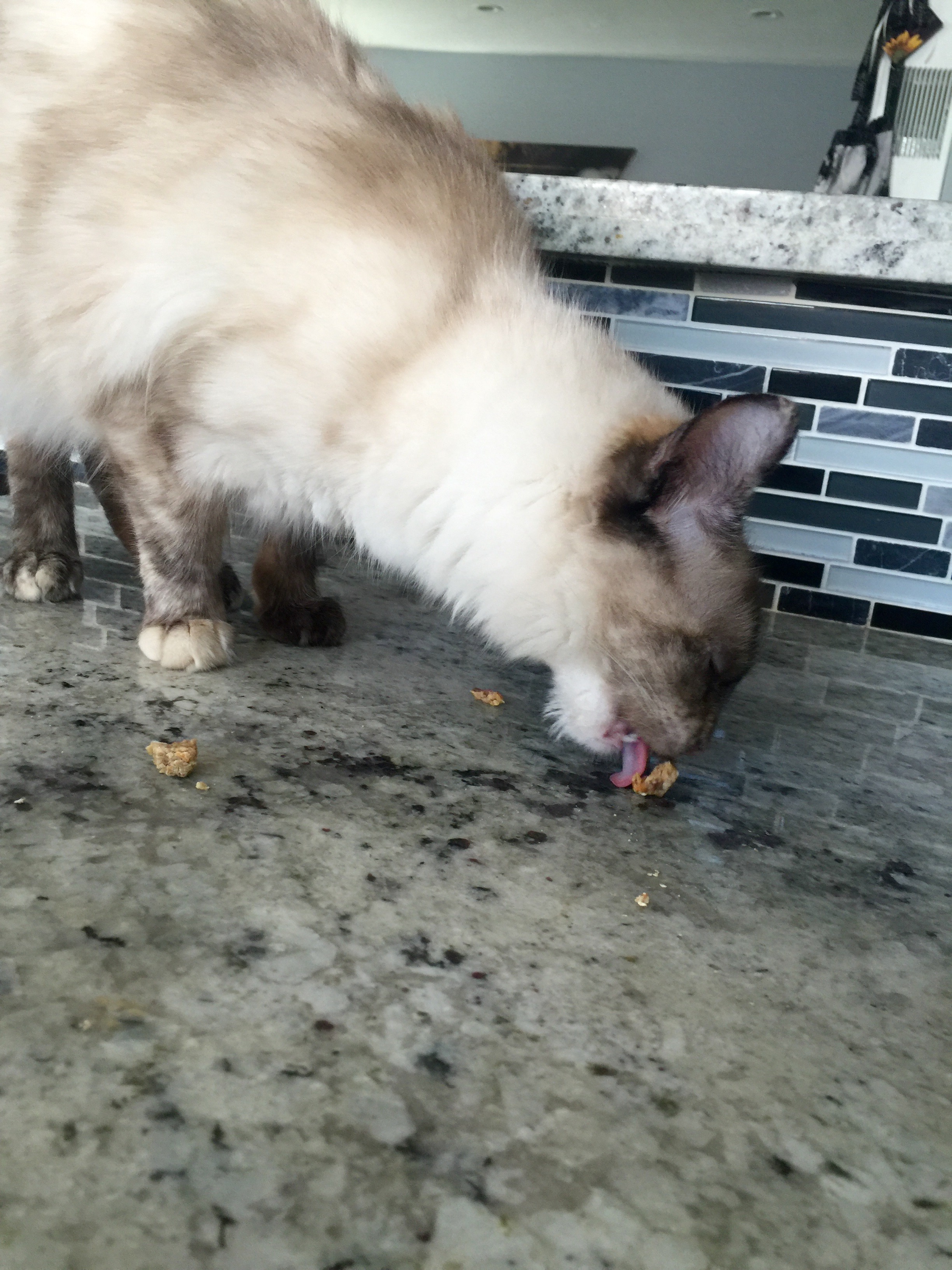 Penelope likes the homemade cat treats!