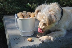 Finnegan loves homemade dog treats