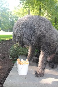 Tucker cannot wait to dig in to these treats