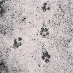Snowy sidewalks and dog paws