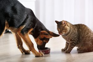 Raw diets for dogs are irresistible