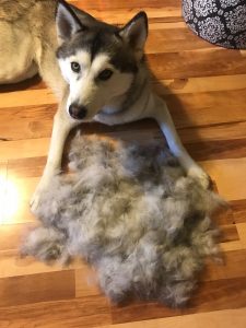 Rajah is certainly a shedding dog