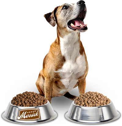 merrick dog with bowls of dry dog food