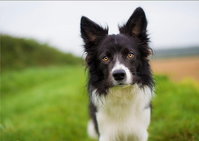 Black and white dog with yellow eyes standing in a field of green