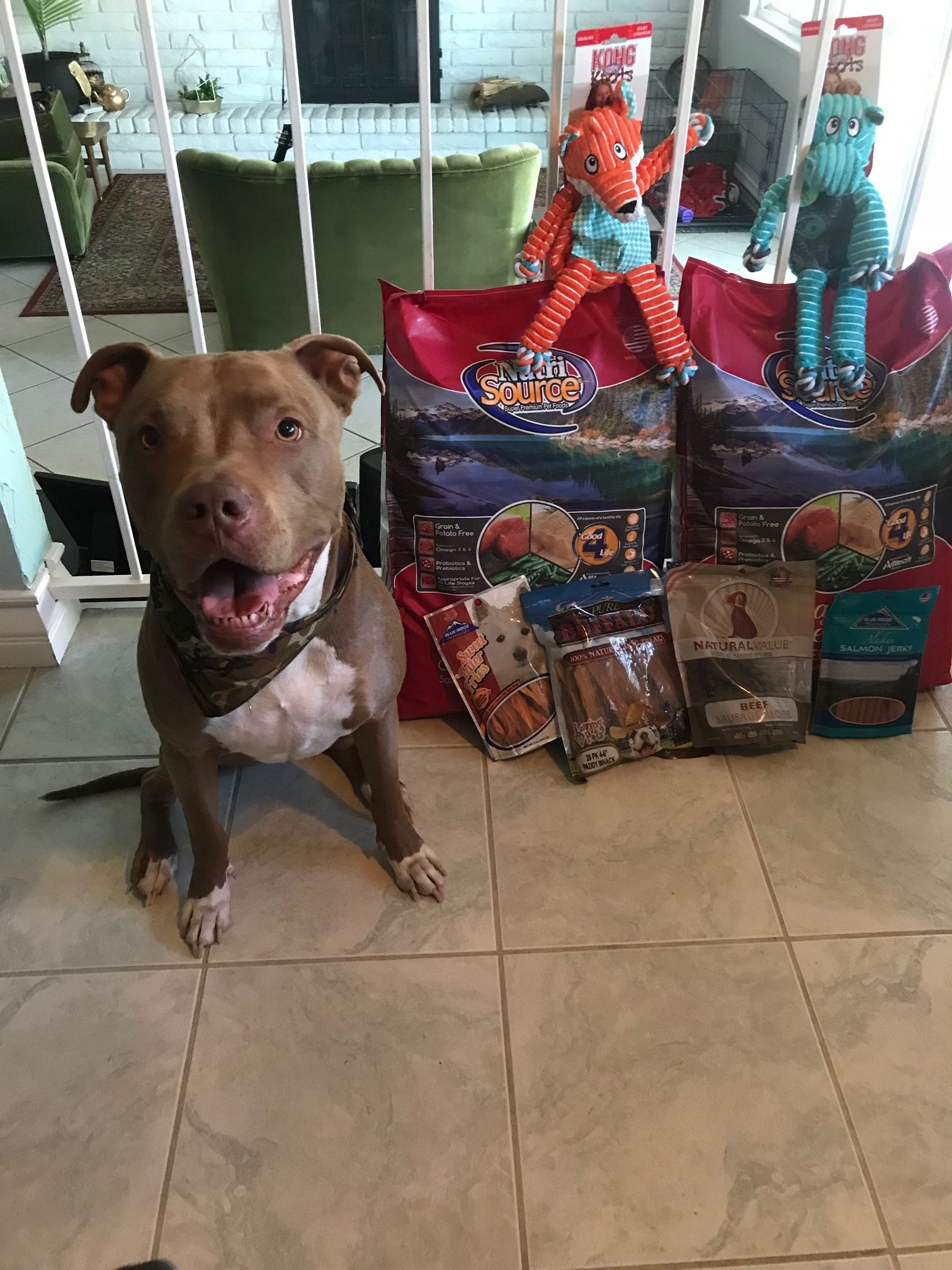 Shooter ,a 3 year old pitbull, posing with his PetFlow order of NutriSource dog food, some KONG toys, and his favorite treats! 