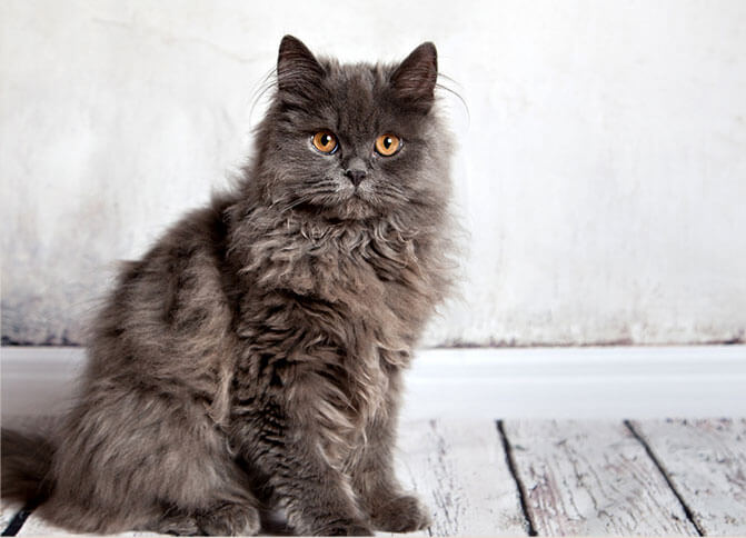 fluffy gray cat with orange eyes sitting on wood floor against white background