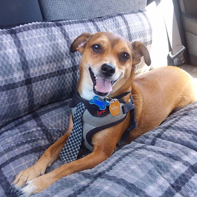 Frankie the Chiweenie smiling after a long hike in Summerlin, NV.