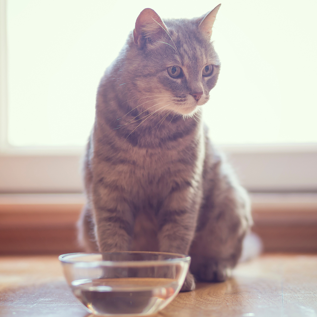Cat about to drink out of water bowl