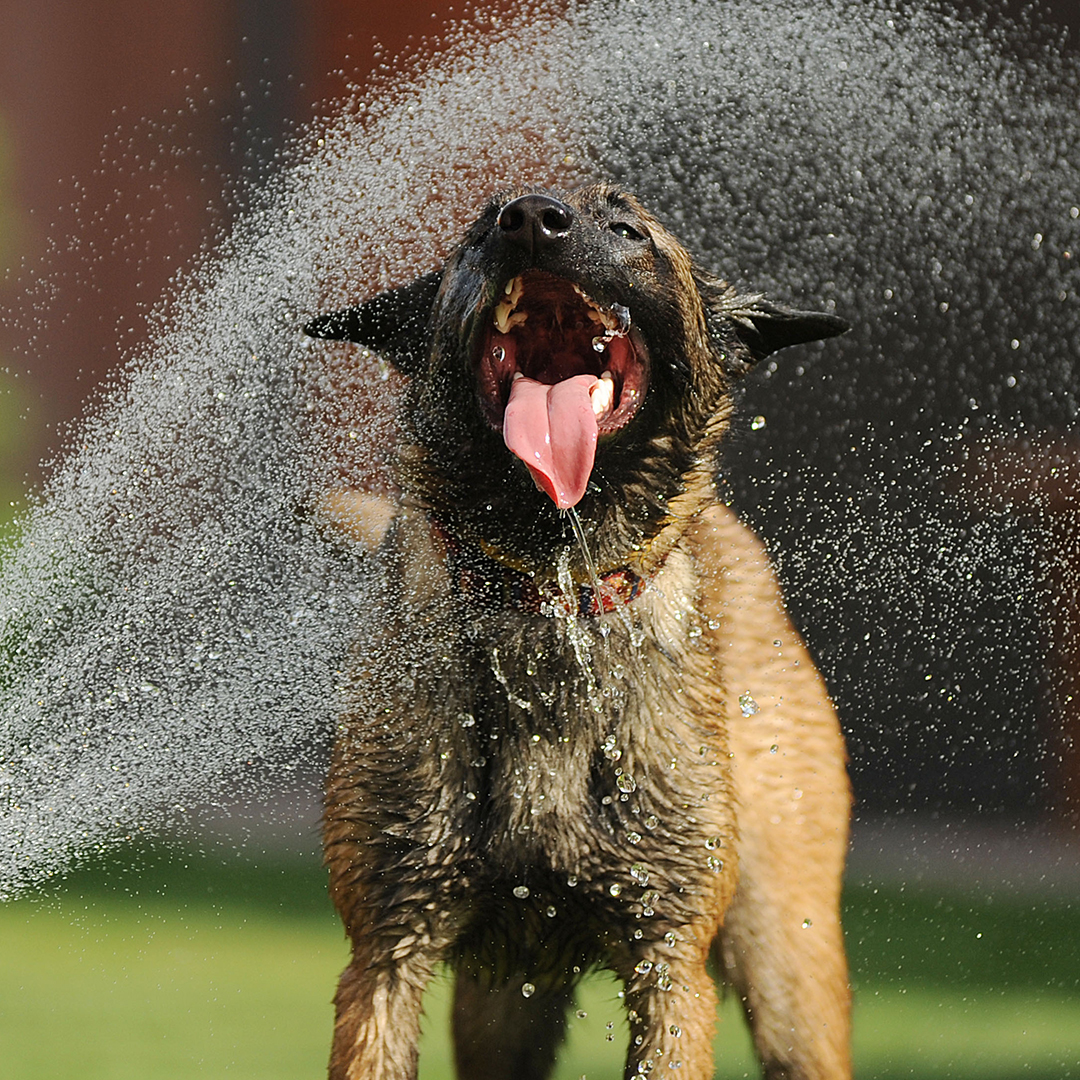 Dog being sprayed with water on a hot summer day