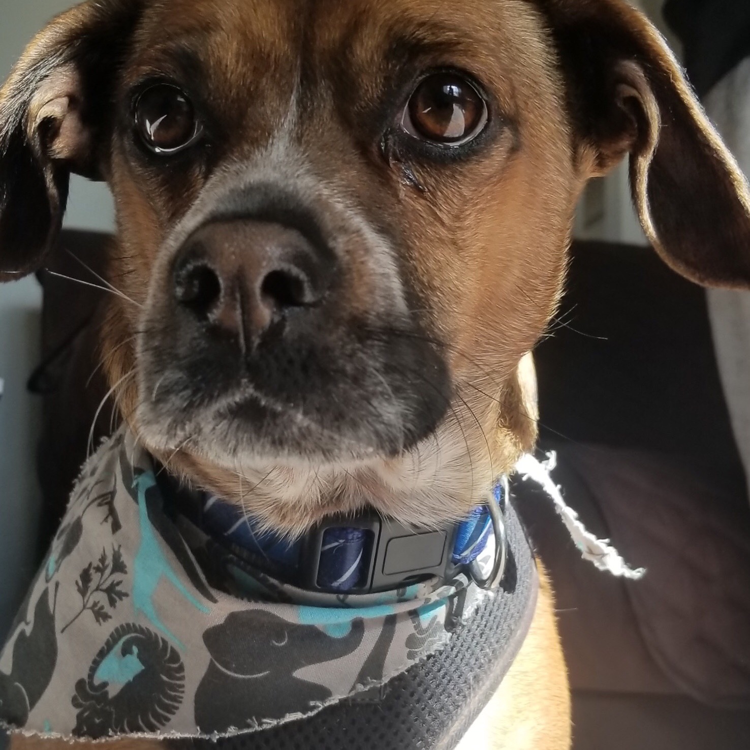 Lucky Gamble, a beagle dachshund mix looking for his PetFlow order