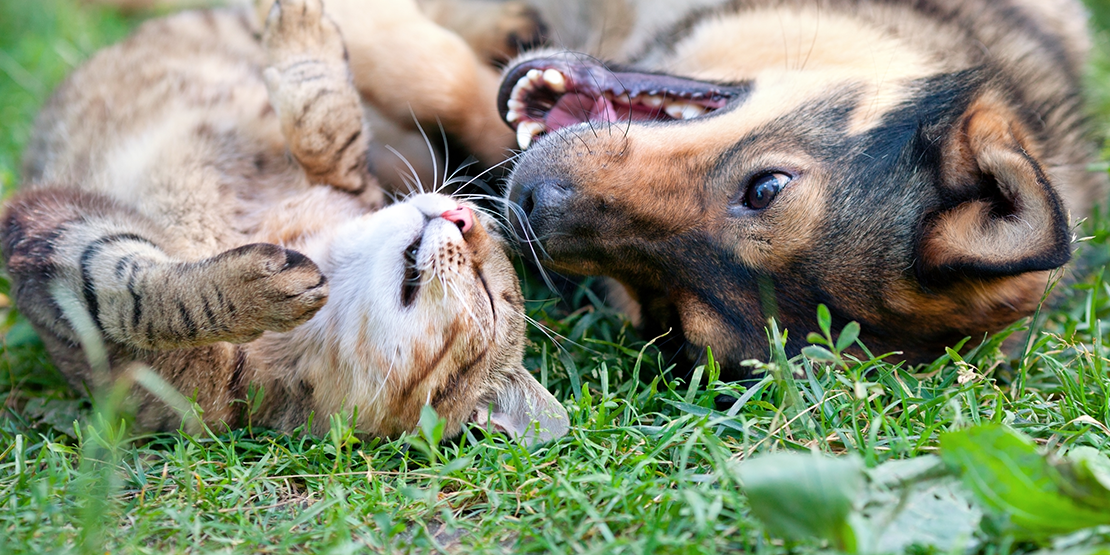 cat and dog rolling around outside in the grass