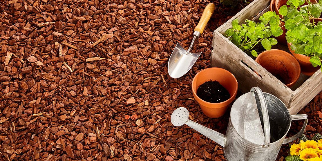 cocoa mulch contains theobromine that is bad for dogs