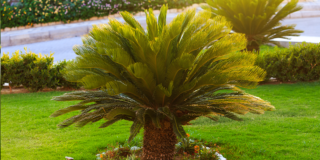 Sago Palm Tree Poisonous to both Cats and dogs
