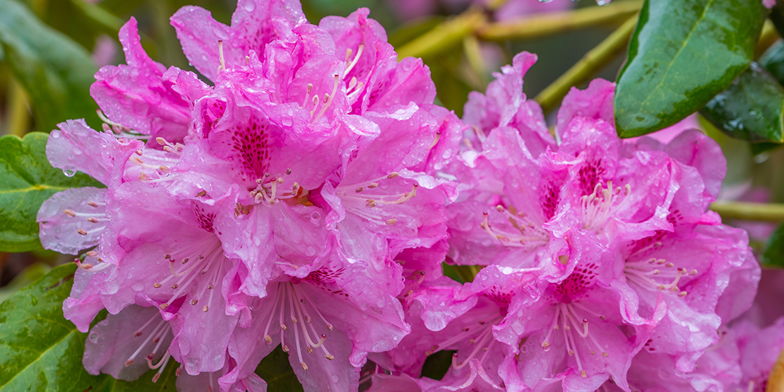 Rhododendrons are poisonous to cats and dogs