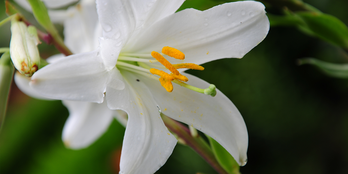 Lily flowers are poisonous to cats and dogs