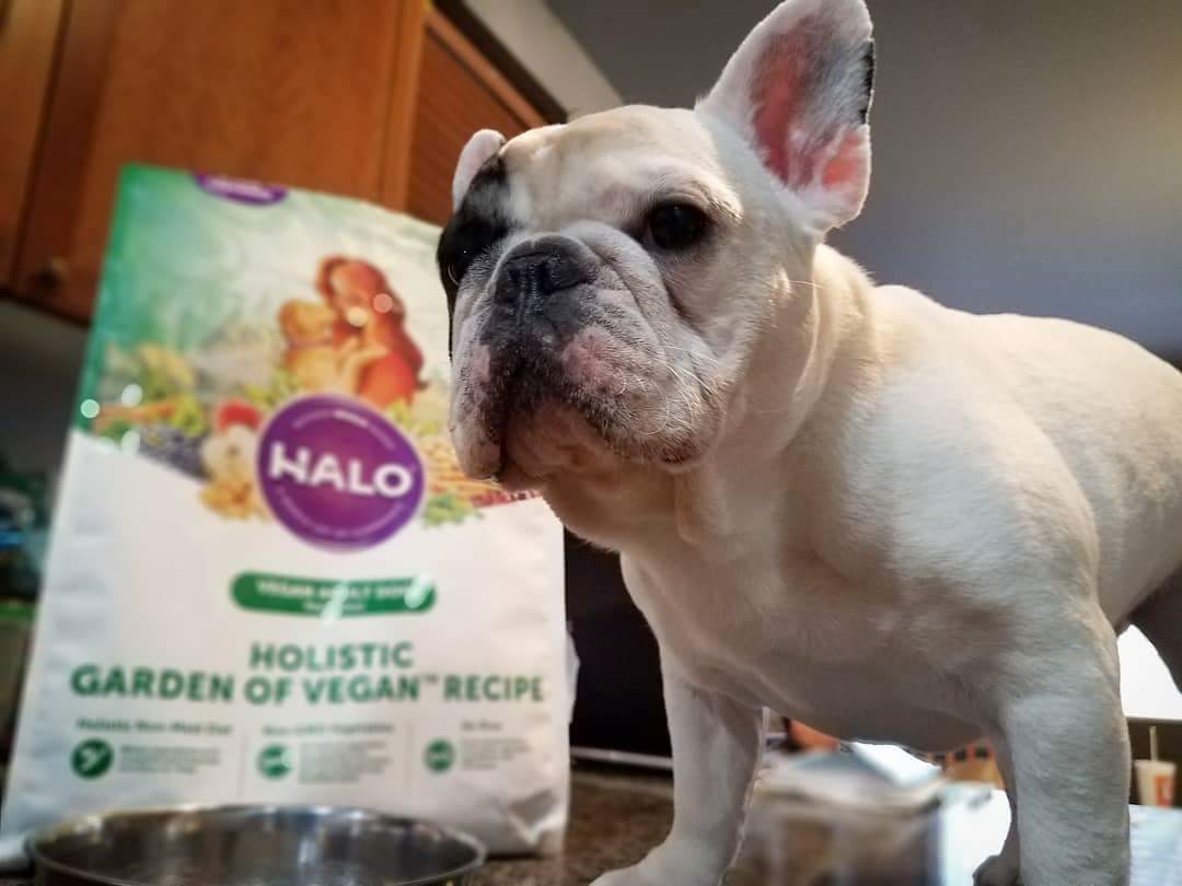 manny the frenchie with his favorite meatless monday meal from Halo