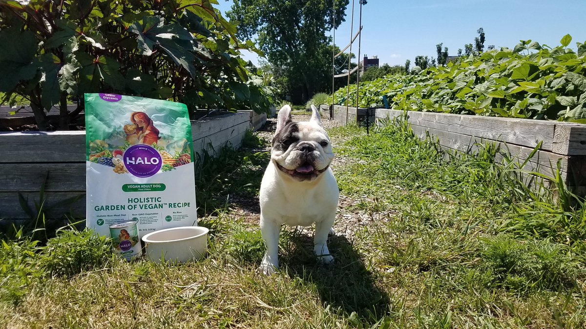 Manny the french bulldog smiling next to his garden of vegan pet food
