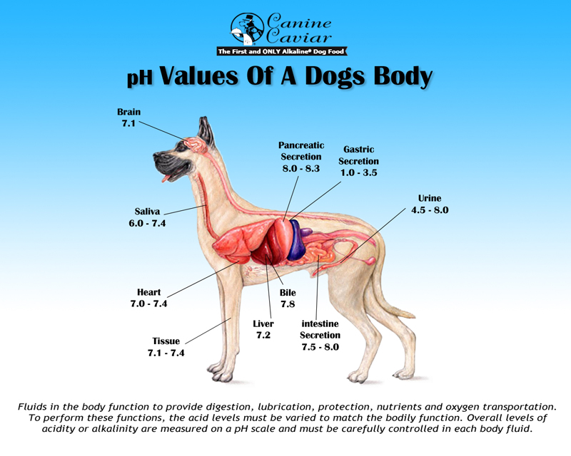 pH Values of a Dog's Body
