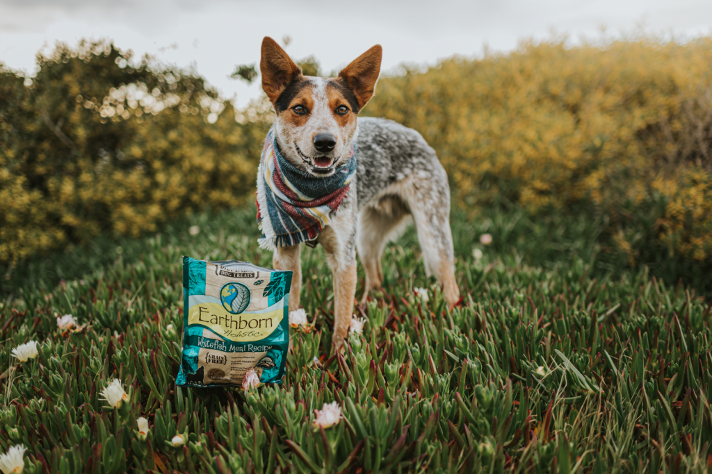 Earthborn Holistic is a perfect fit for every dog. 