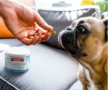 Feed a dog Collagen Care from the Missing Link