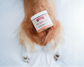 Collagen Hip and Joint Formula on a pup's back