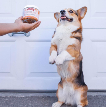 Dog raises paws for Collagen Care. 