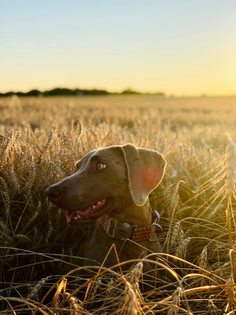 A dog in a field during sunset