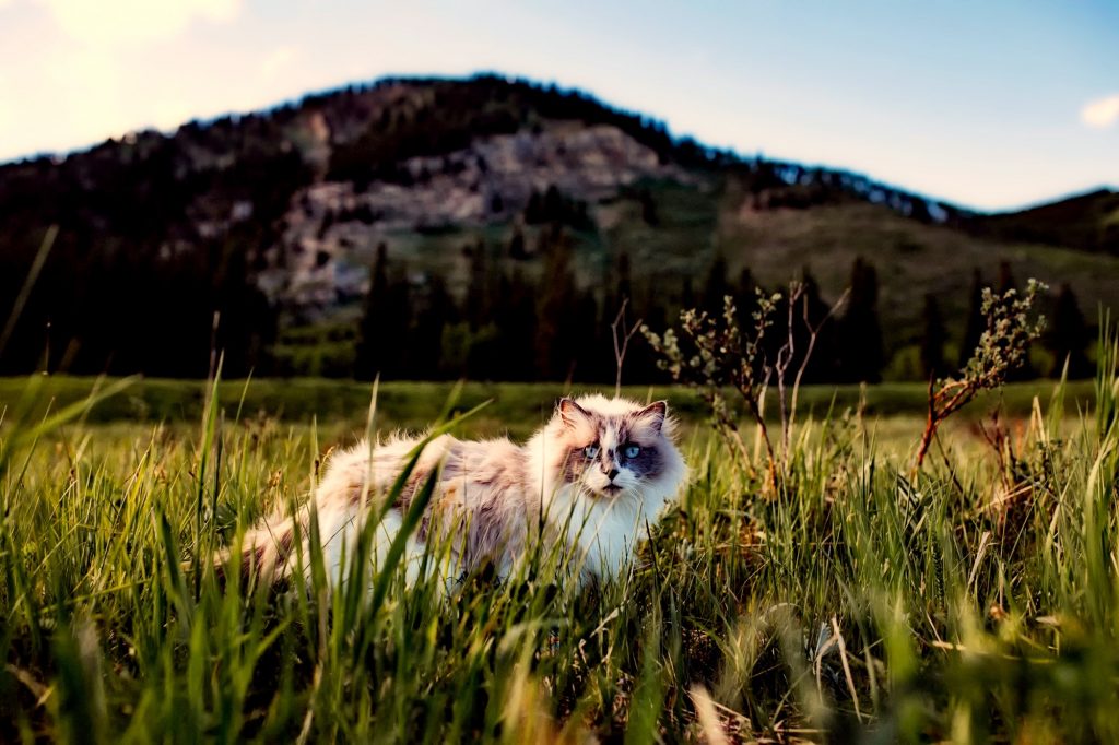 Cat prowls through nature