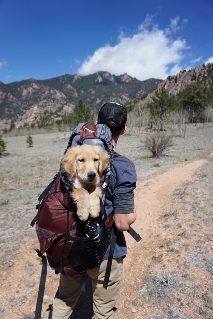 Pup hikes through nature