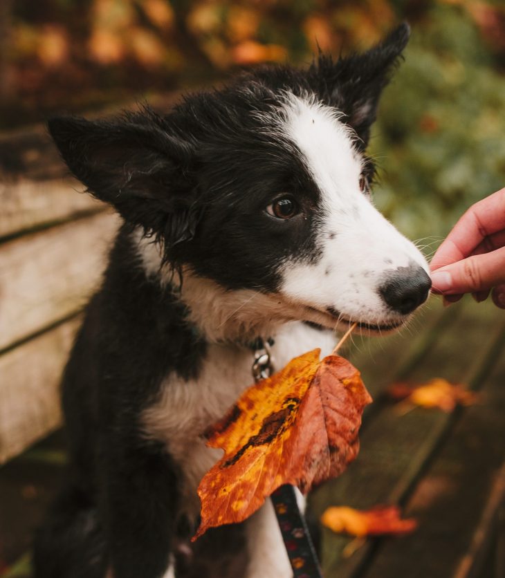 Dog holding a fall leaf