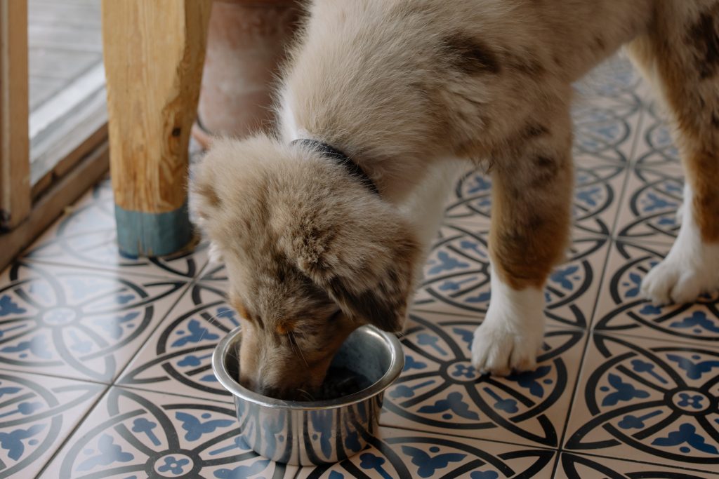 Dog eats food out of a bowl